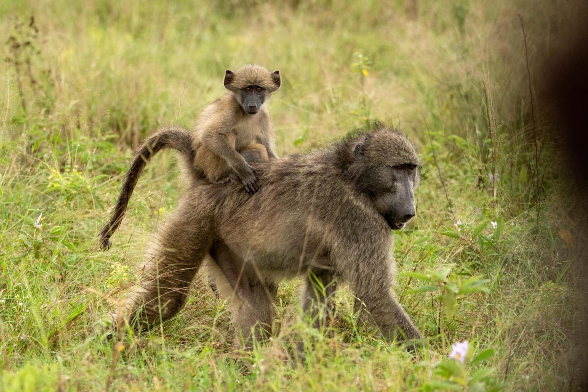 Aha Skukuza Safari Lodge Экстерьер фото
